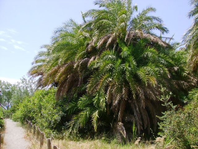 Palmový les_4