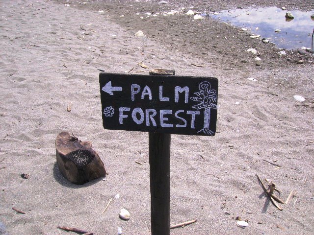 Směrovka Palm Forest